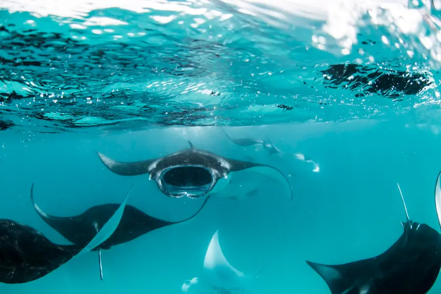 four-seasons-maldives-landaa-giraavaru — room