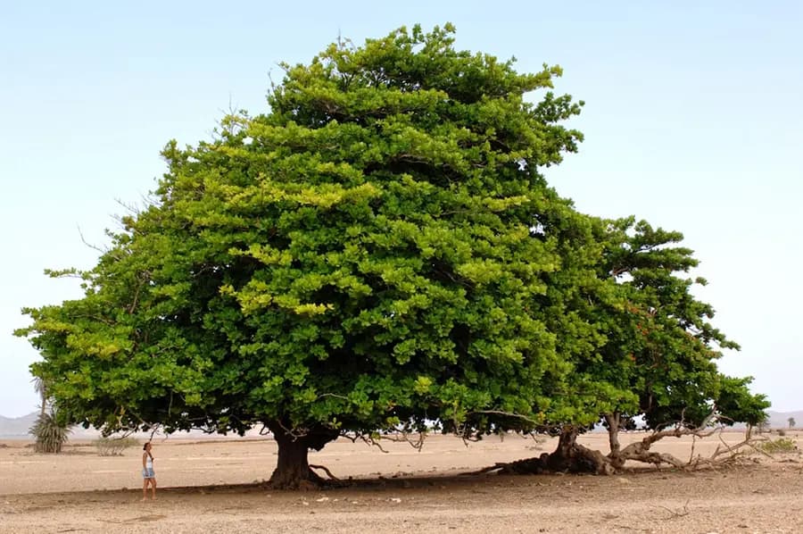 spinguera-ecolodge-santiago-cape-verde — room